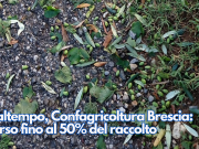 Maltempo, Confagricoltura Brescia: perso fino al 50% del raccolto