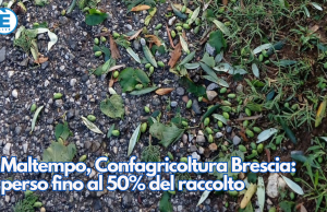 Maltempo, Confagricoltura Brescia: perso fino al 50% del raccolto
