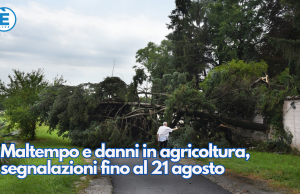 Maltempo e danni in agricoltura, segnalazioni fino al 21 agosto