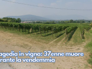 Tragedia in vigna: 37enne muore durante la vendemmia