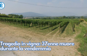 Tragedia in vigna: 37enne muore durante la vendemmia