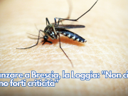 Zanzare a Brescia, la Loggia: “Non ci sono forti criticità”