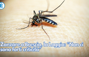 Zanzare a Brescia, la Loggia: “Non ci sono forti criticità”