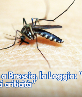 Zanzare a Brescia, la Loggia: “Non ci sono forti criticità”