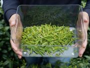 Cina: Hangzhou, studenti tedeschi sperimentano tradizionale cultura del tè