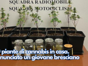40 piante di cannabis in casa. Denunciato un giovane bresciano