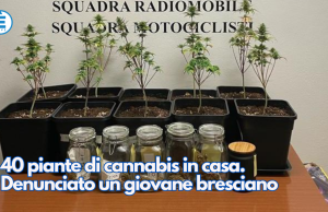 40 piante di cannabis in casa. Denunciato un giovane bresciano