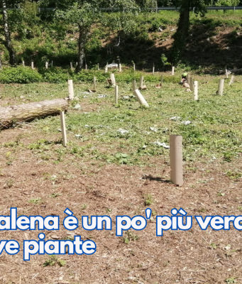 La Maddalena è un po’ più verde con 500 nuove piante
