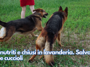 Denutriti e chiusi in lavanderia. Salvati due cuccioli