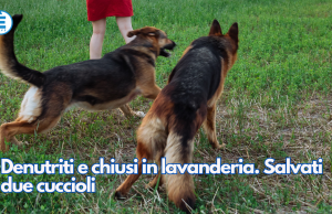 Denutriti e chiusi in lavanderia. Salvati due cuccioli