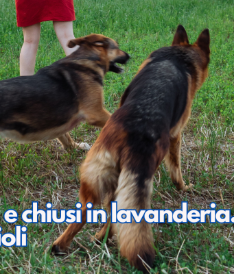 Denutriti e chiusi in lavanderia. Salvati due cuccioli