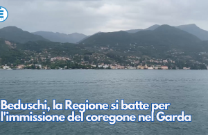 Beduschi, la Regione si batte per l’immissione del coregone nel Garda
