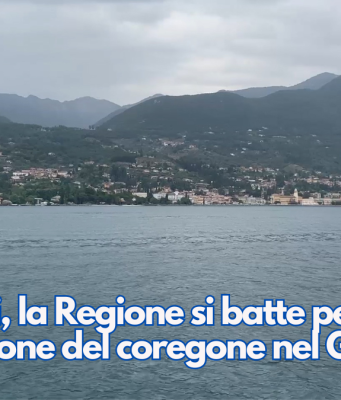 Beduschi, la Regione si batte per l’immissione del coregone nel Garda