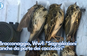 Bracconaggio, Wwf: “Segnalazioni anche da parte dei cacciatori”
