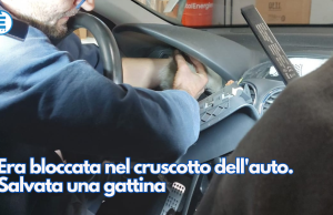 Era bloccata nel cruscotto dell’auto. Salvata una gattina