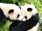 Primi panda gemelli nati in Germania diretti in Cina