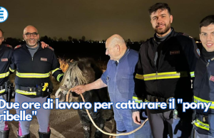 Due ore di lavoro per catturare il “pony ribelle”