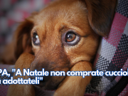 OIPA, “A Natale non comprate cuccioli, ma adottateli”