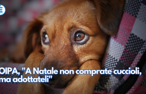 OIPA, “A Natale non comprate cuccioli, ma adottateli”