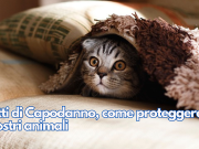 Botti di Capodanno, come proteggere i nostri animali