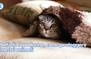 Botti di Capodanno, come proteggere i nostri animali