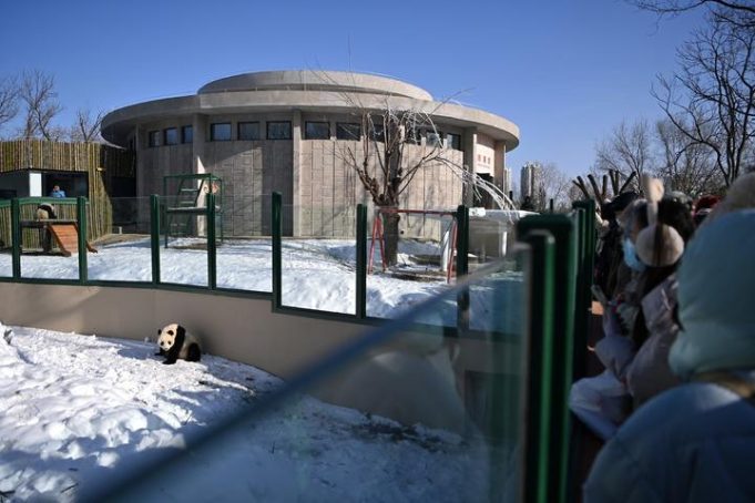 Cina: ristrutturazione della casa dei panda giganti a Tianjin (1)