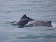 Cina: delfini bianchi avvistati a sud-ovest dell’isola di Hainan