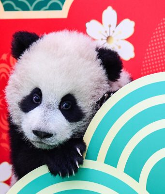 Cina: base di Pechino ospiterà 50 panda giganti nel 2025