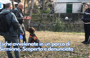 Esche avvelenate in un parco di Sirmione. Scoperto e denunciato