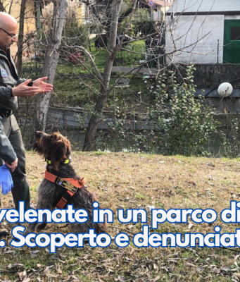 Esche avvelenate in un parco di Sirmione. Scoperto e denunciato