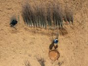 Cina: Sichuan, piantagioni di colture da reddito stimolano sviluppo rurale