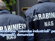 Spacciavano “colombe industriali” per “artigianali”, denunciati