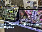Domenica 24 marzo a Brescia torna Brixia Reptiles