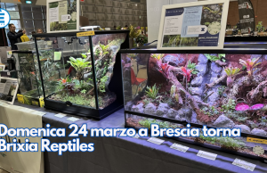 Domenica 24 marzo a Brescia torna Brixia Reptiles