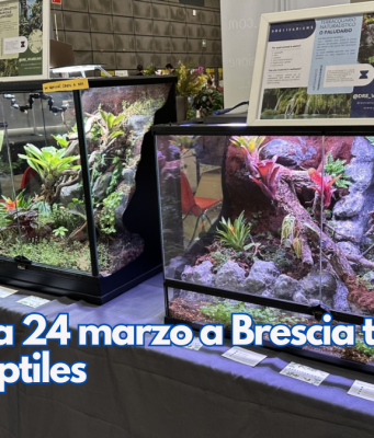 Domenica 24 marzo a Brescia torna Brixia Reptiles
