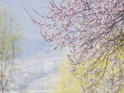 Cina: Xizang, fiori di pesco a Nyingchi