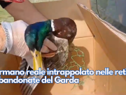 Germano reale intrappolato nelle reti abbandonate del Garda