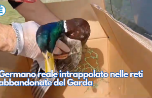 Germano reale intrappolato nelle reti abbandonate del Garda