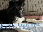 Una raccolta fondi per aiutare Lilli, caduta dal secondo piano