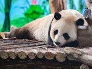 Cina: 4 panda giganti fanno debutto pubblico nella nuova casa a Lanzhou
