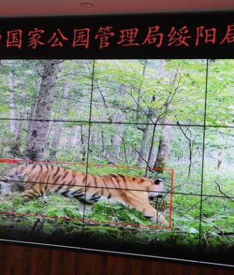 Cina: mira a creare più grande sistema di parchi nazionali del mondo