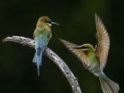 Cina: Fujian, grande biodiversità attira uccelli migratori