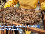 Nella Giornata delle api Coldiretti lancia l’SOS miele