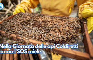 Nella Giornata delle api Coldiretti lancia l’SOS miele