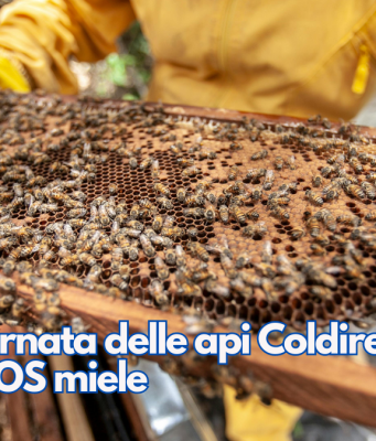 Nella Giornata delle api Coldiretti lancia l’SOS miele