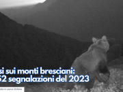 Orsi sui monti bresciani: le 52 segnalazioni del 2023