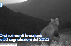 Orsi sui monti bresciani: le 52 segnalazioni del 2023
