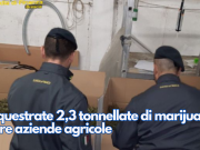Sequestrate 2,3 tonnellate di marijuana in tre aziende agricole
