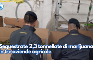 Sequestrate 2,3 tonnellate di marijuana in tre aziende agricole