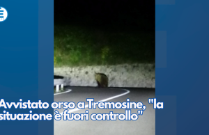 Avvistato orso a Tremosine, “la situazione è fuori controllo”